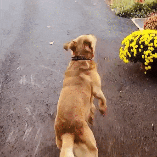Flynn the dog running around the driveway excited